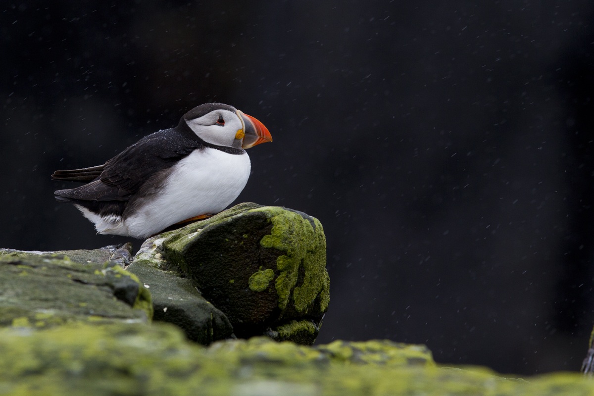 Puffin ....... in the pouring rain!