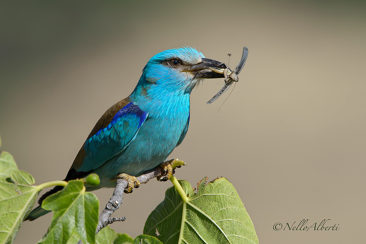 European Roller with prey