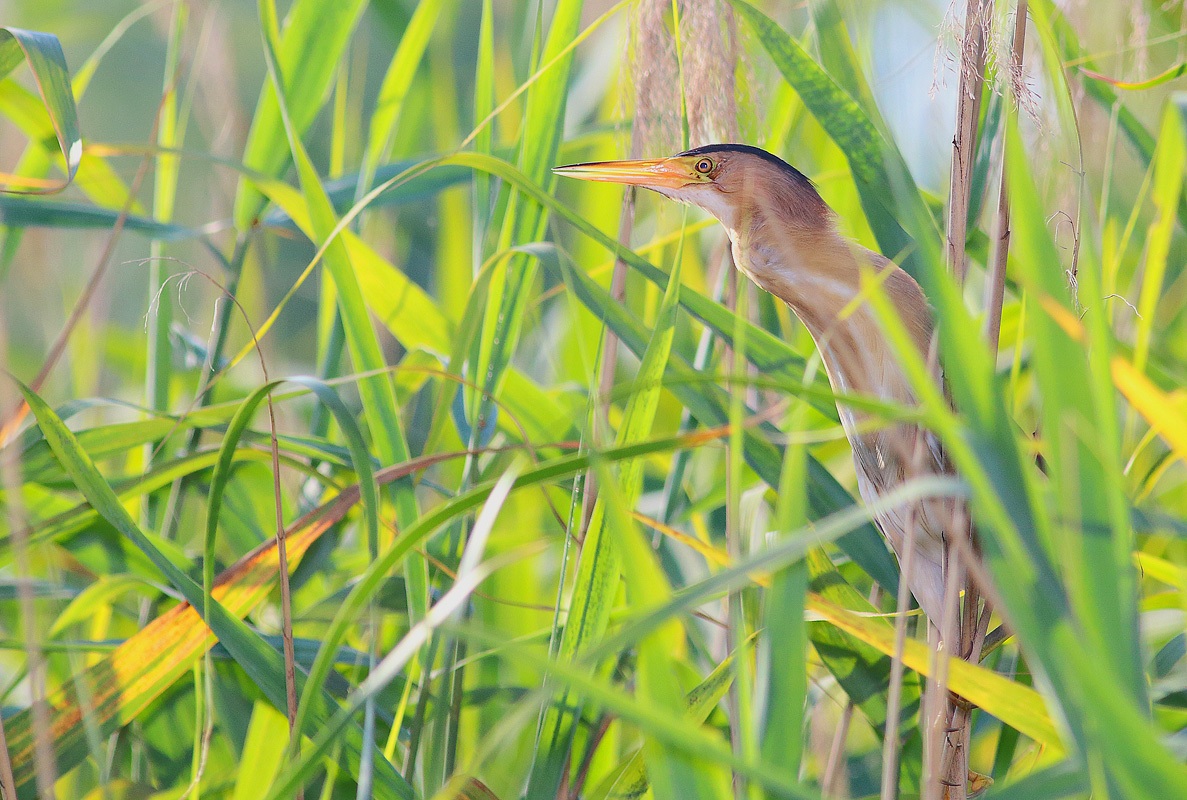 bittern