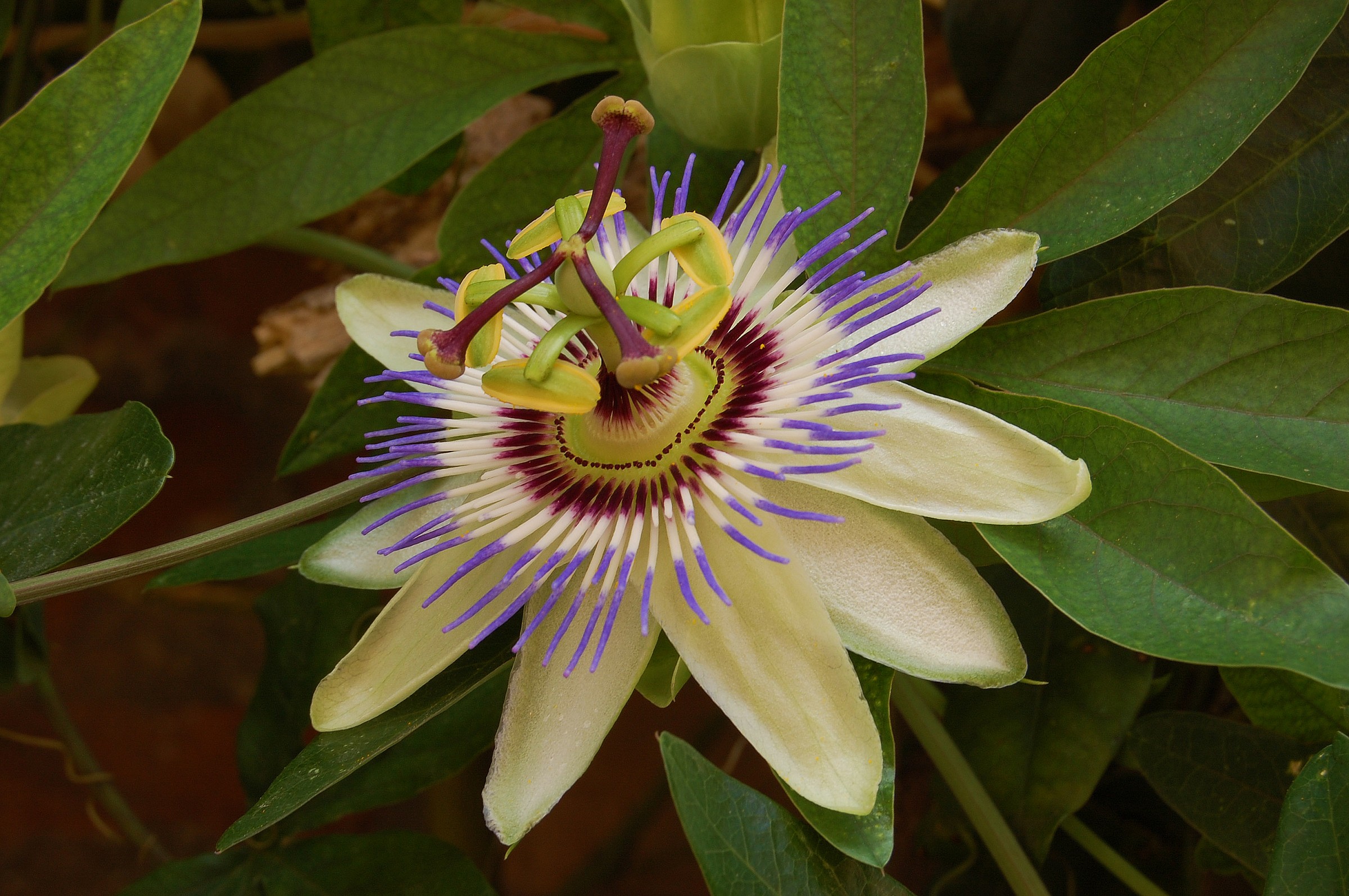 Passiflora