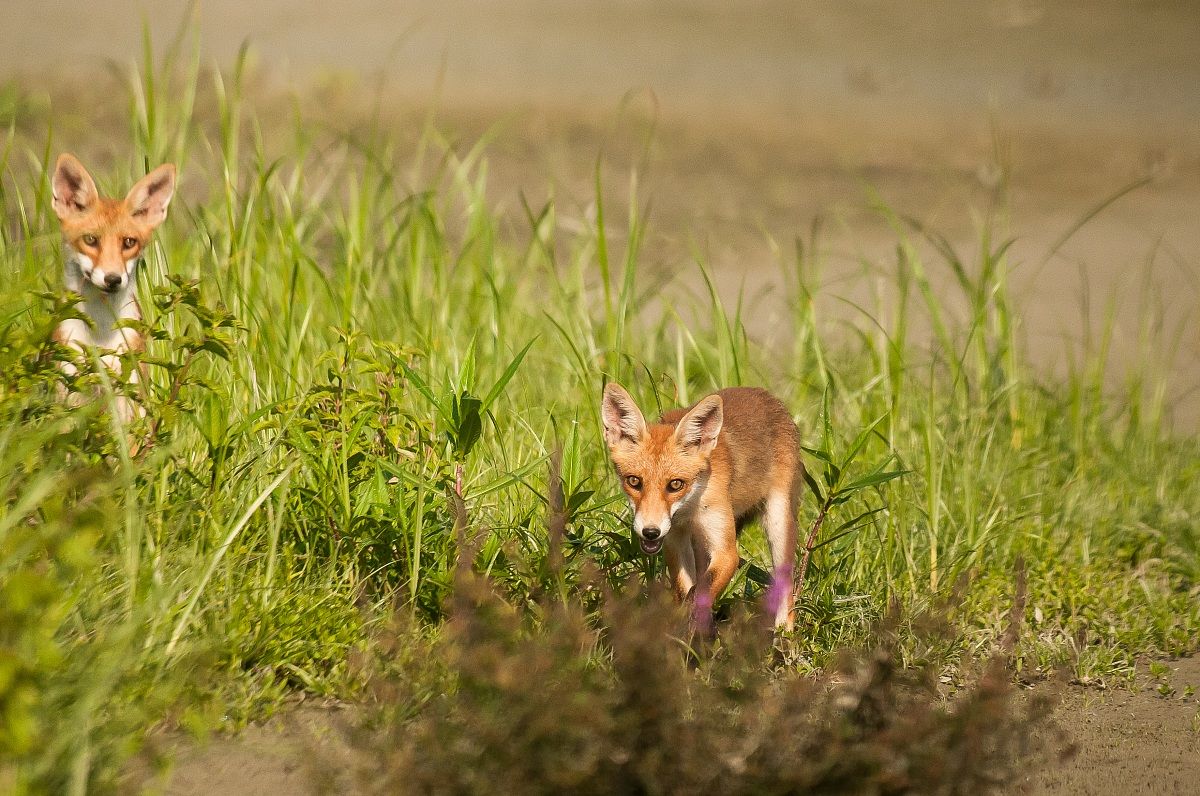 Agguato con spettatore