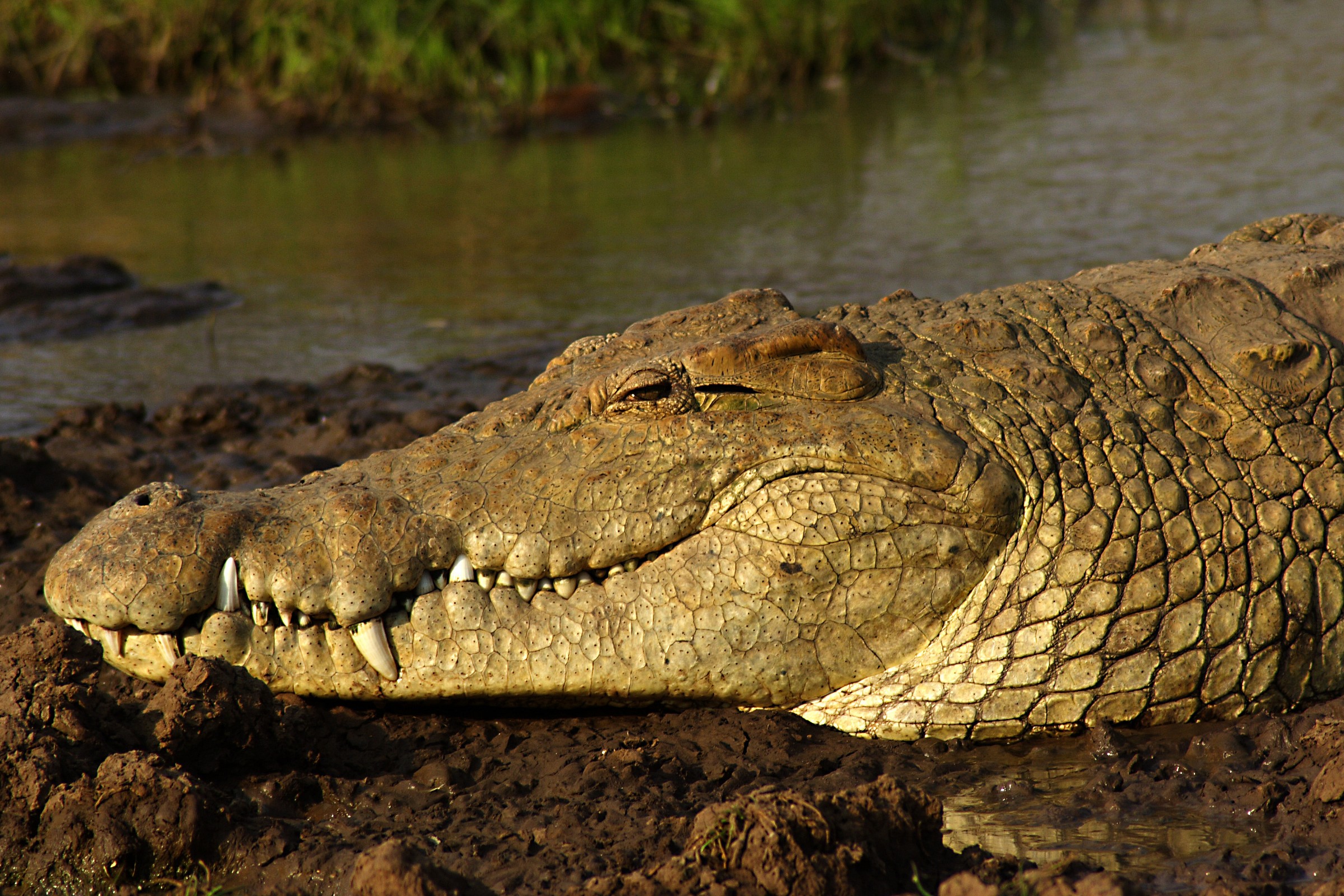 Coccodrillo al tramonto