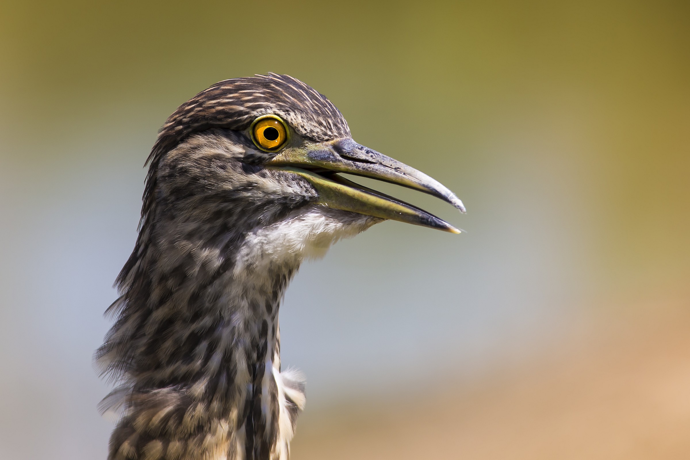 portrait of Night Heron