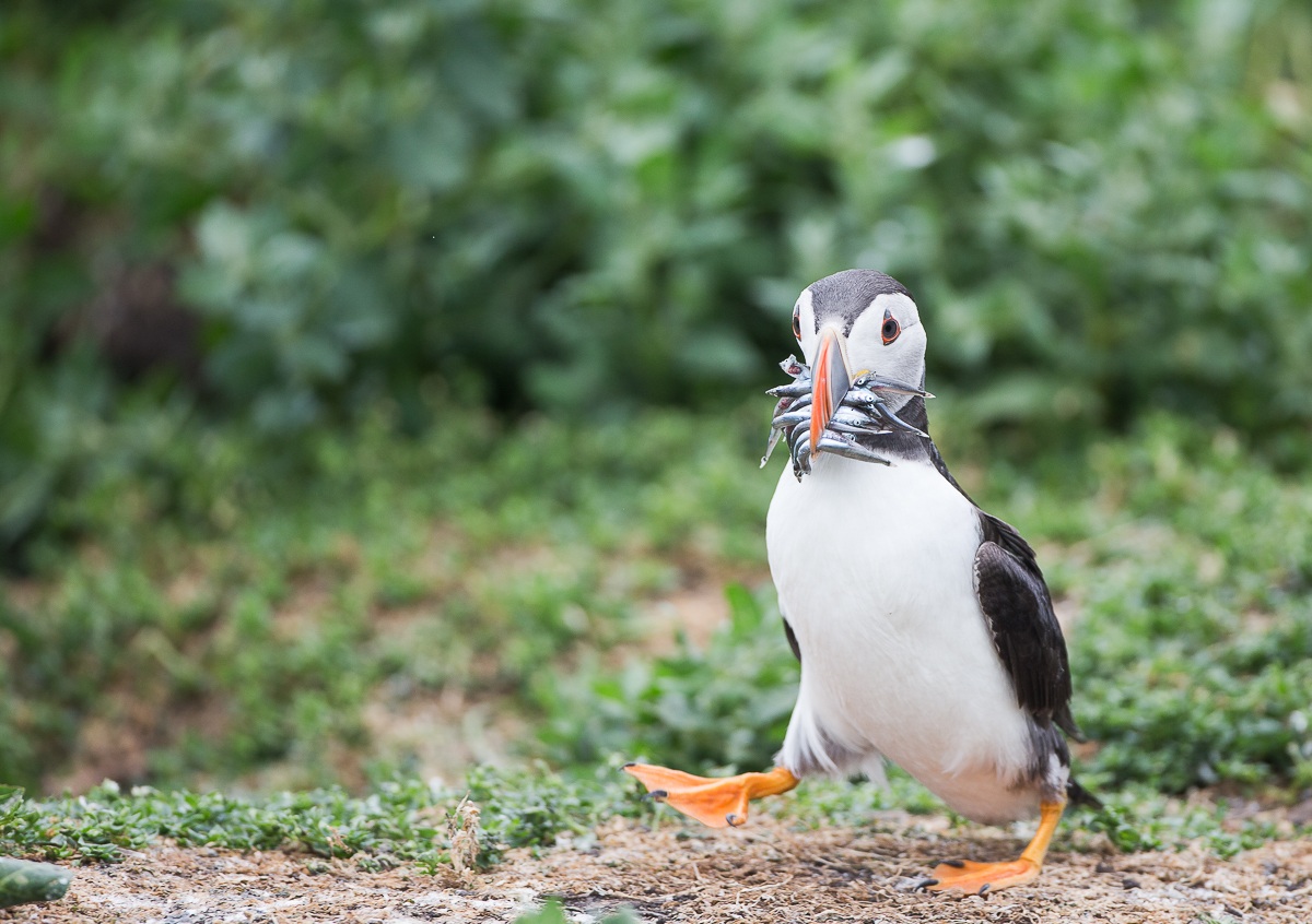 Puffin
