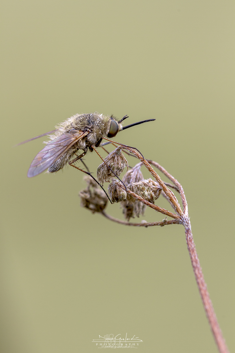 Bombylus sp.