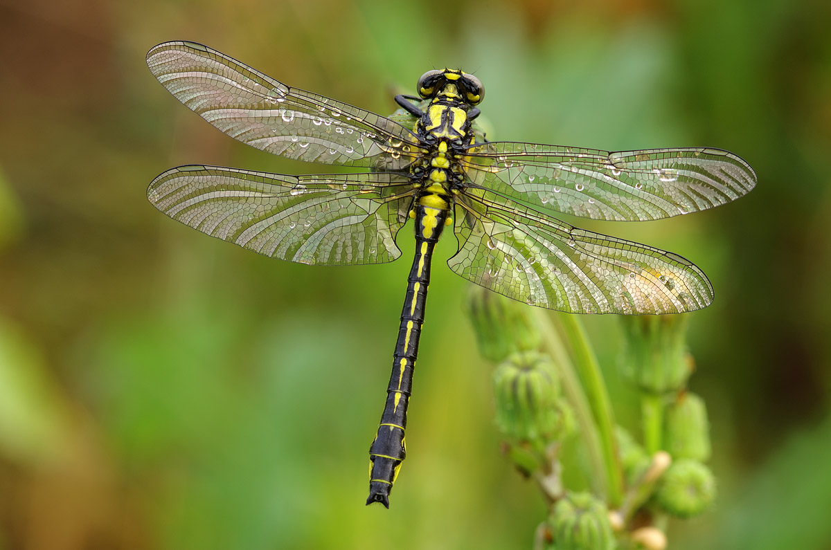 Gomphus vulgatissimus