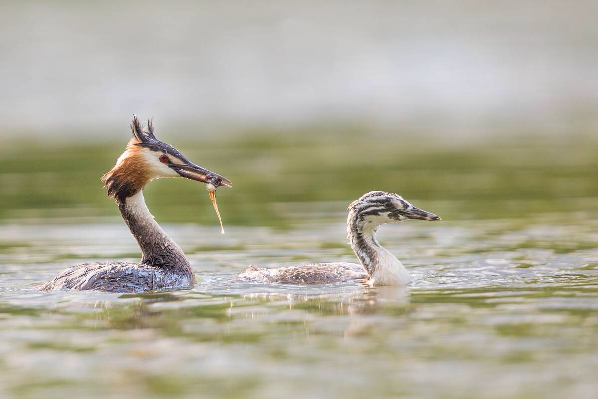 Dai piccolo che si raffredda