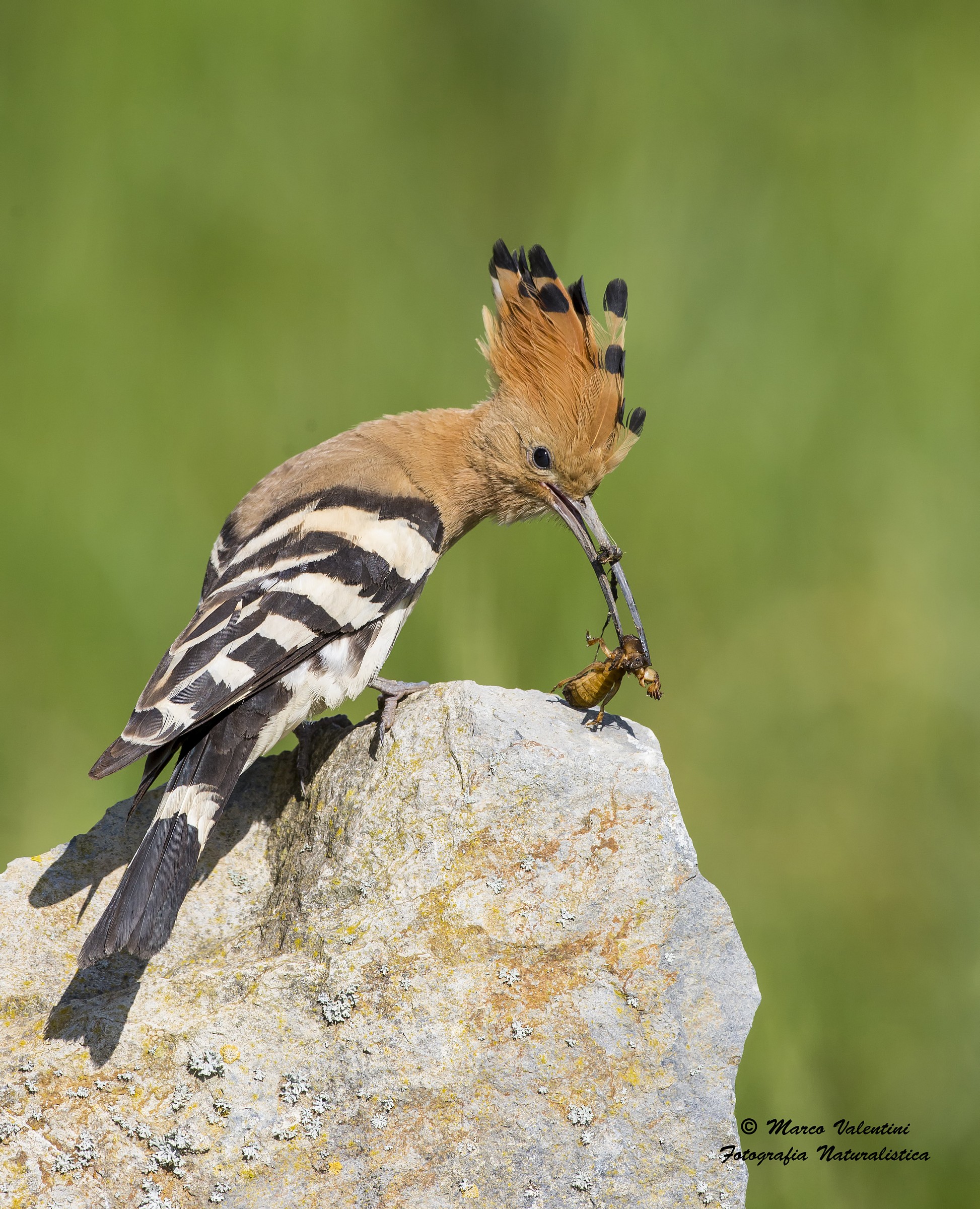 La fine del grillotalpa