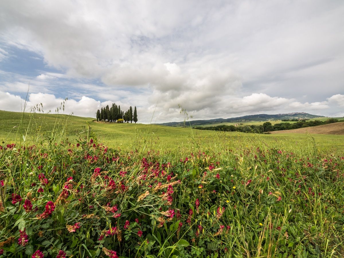 Looking towards Montalcino