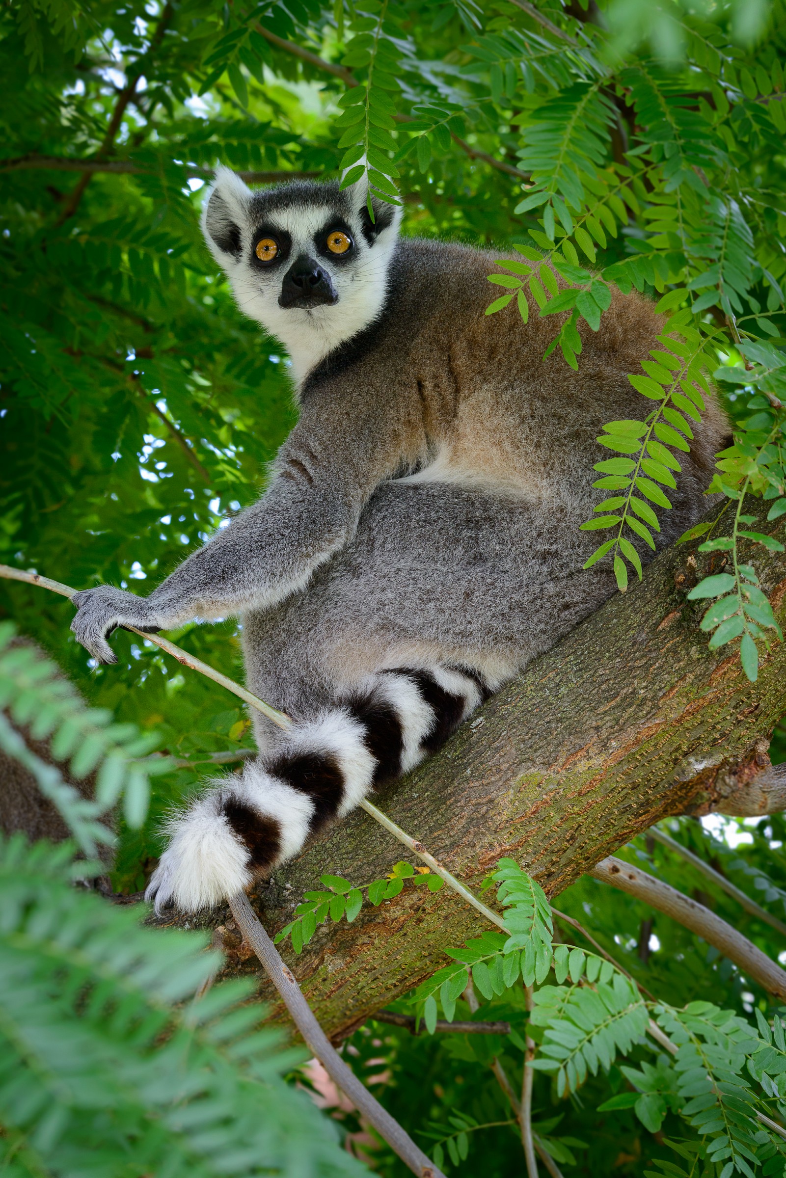 Lemur