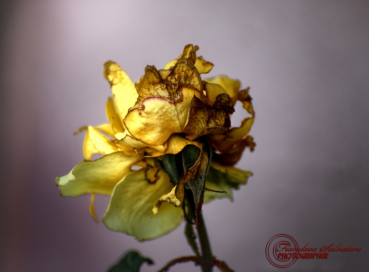 beautiful even at the end