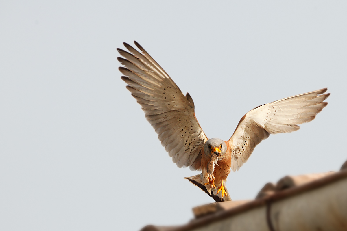 Another food to the nest!