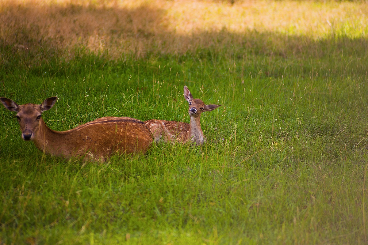 son simpatico se faccio così?