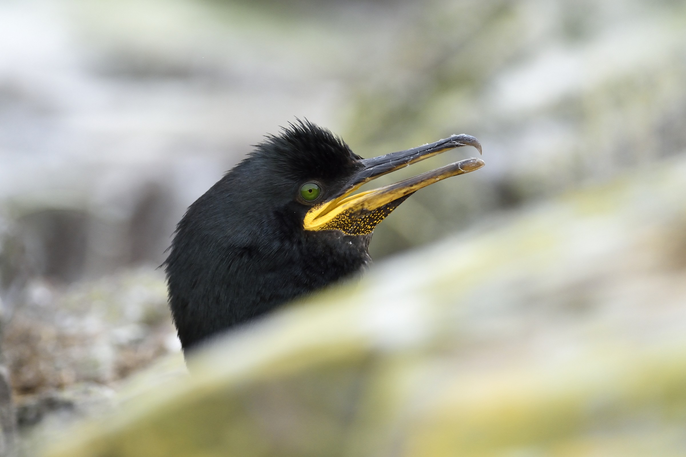 profile of a shag