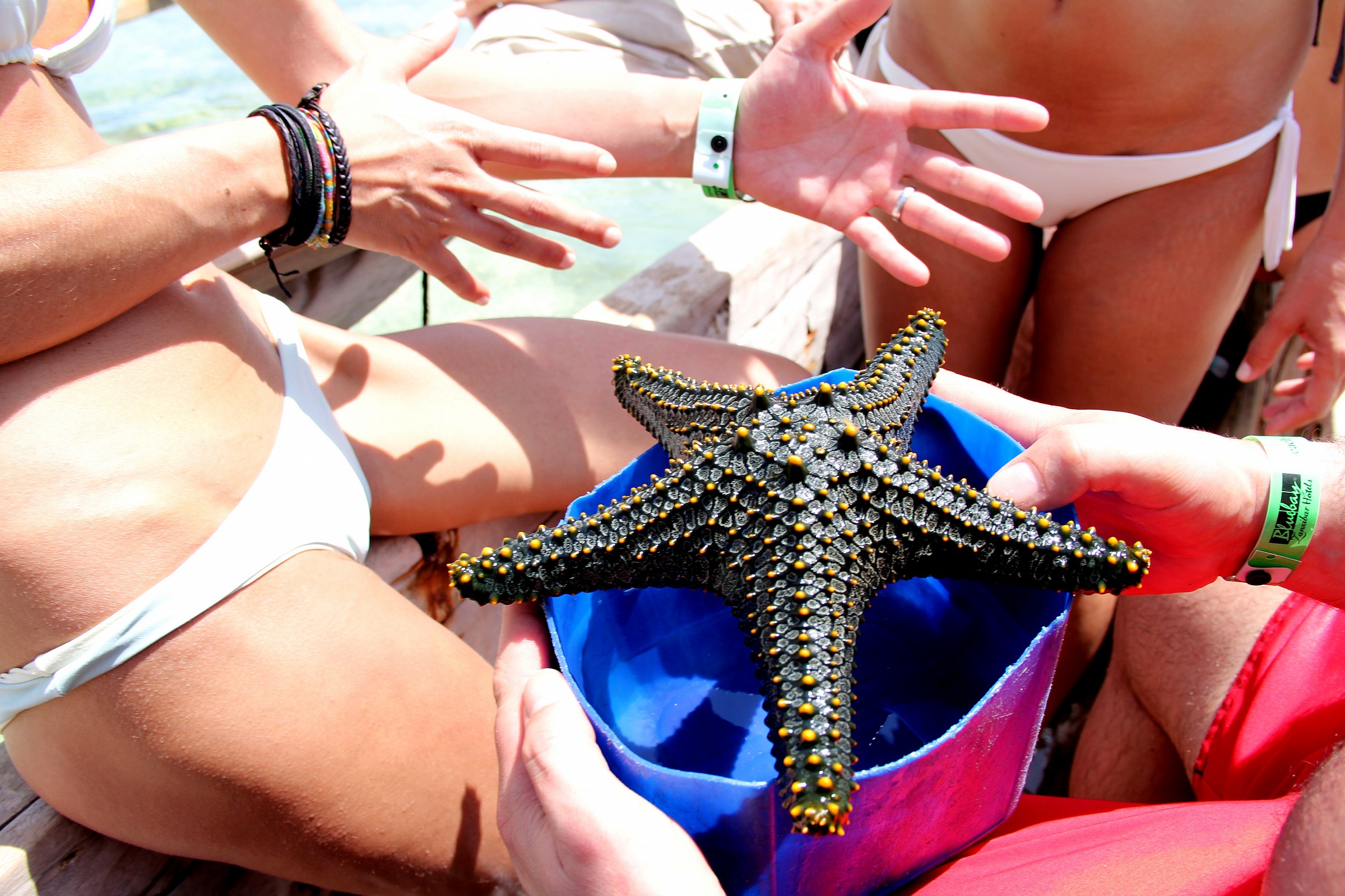 Una meraviglia del mare