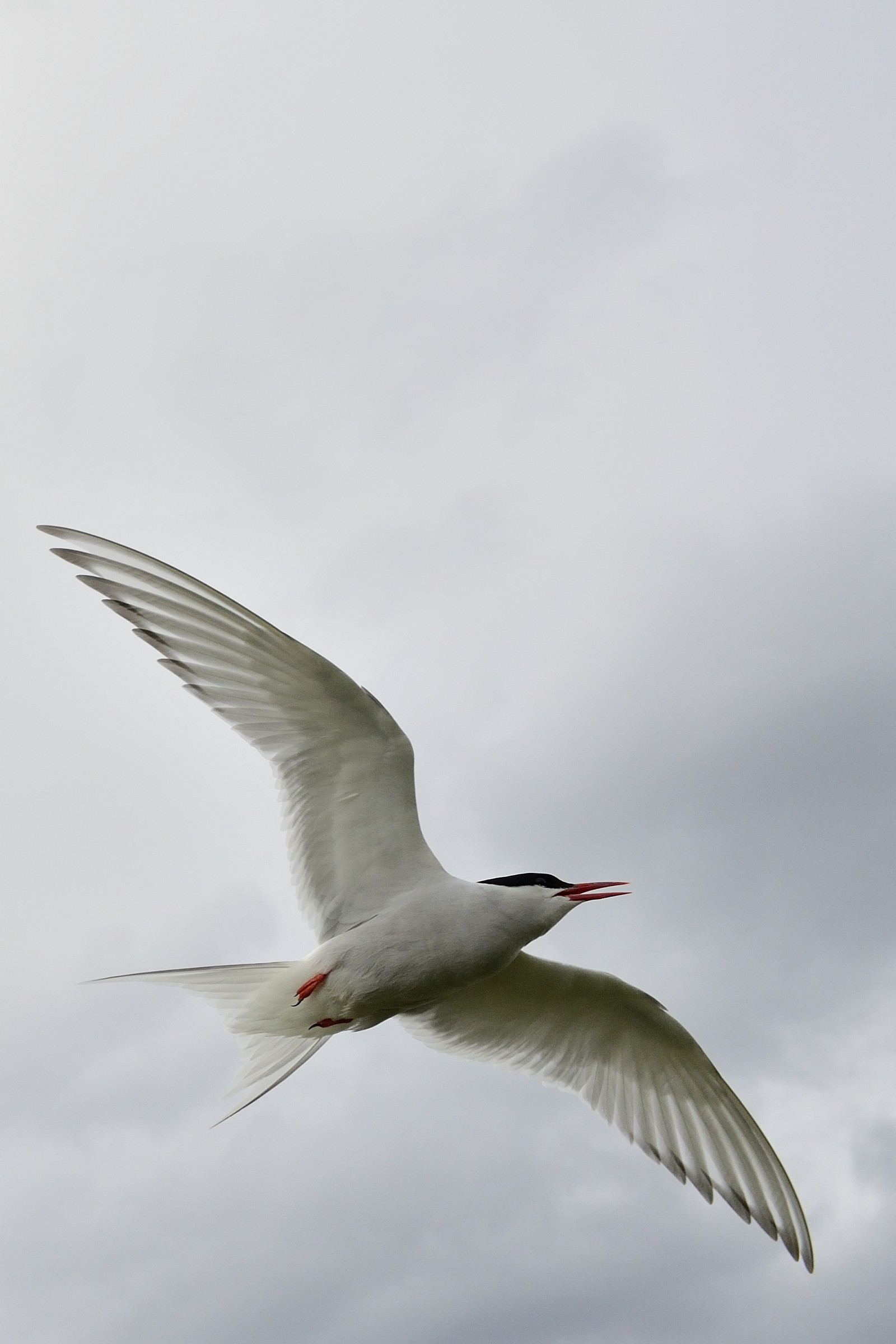 Arctic tern