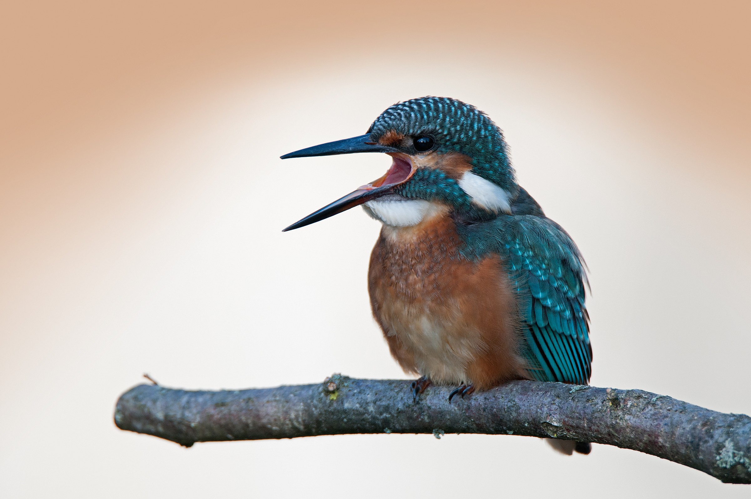 Martina (Alcedo atthis)