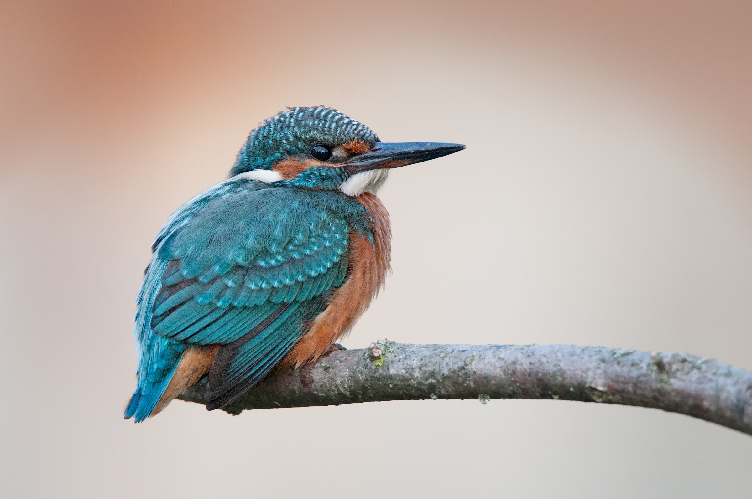Martina (Alcedo atthis)