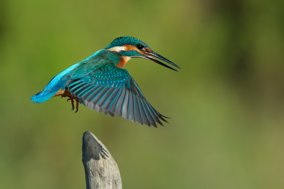 Kingfisher (Alcedo atthis)