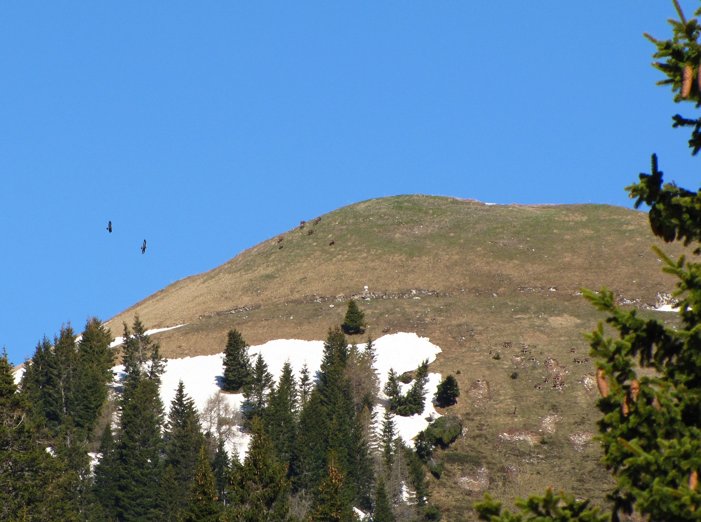 aquile, camosci, mufloni