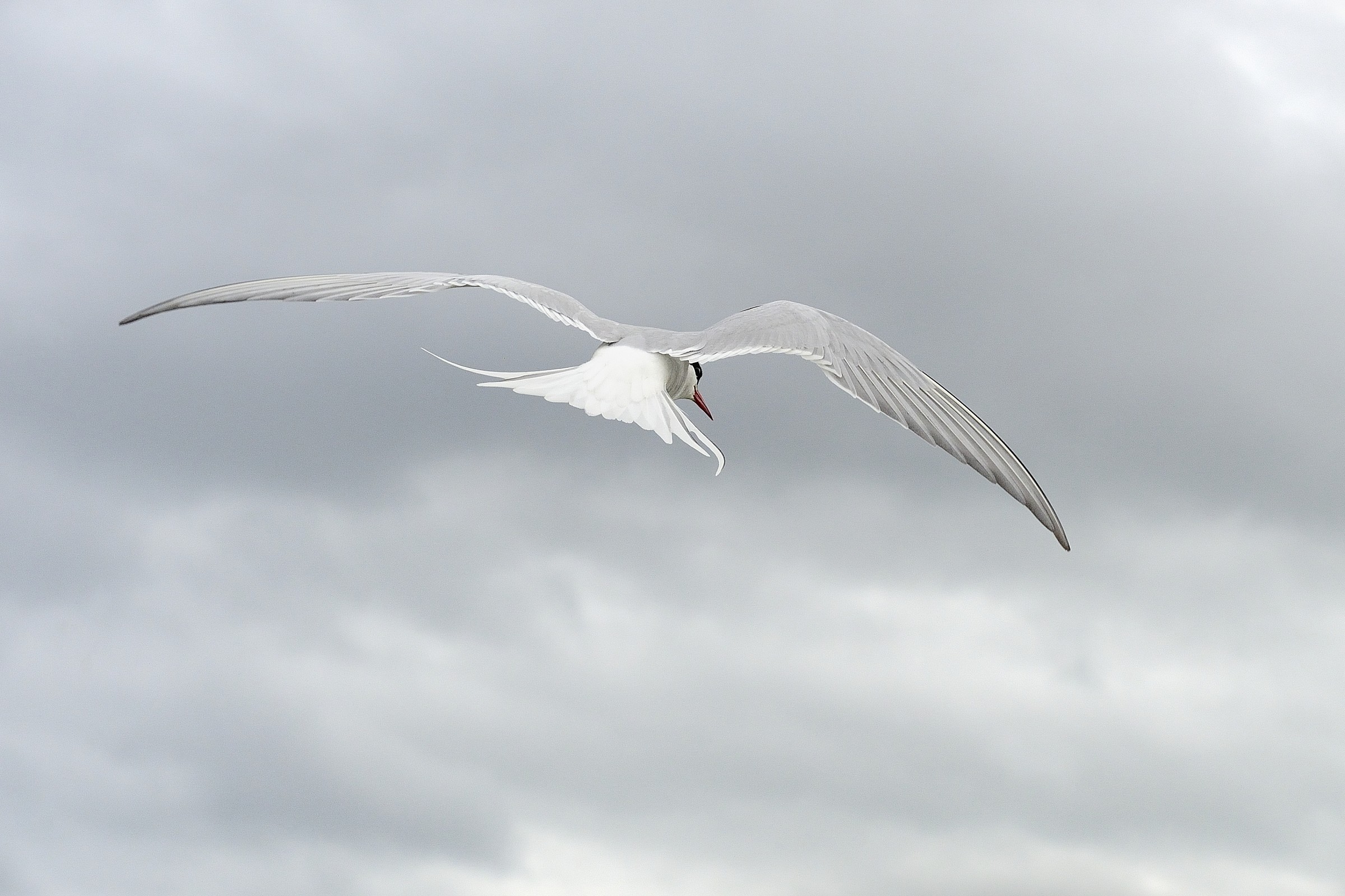 Arctic Tern