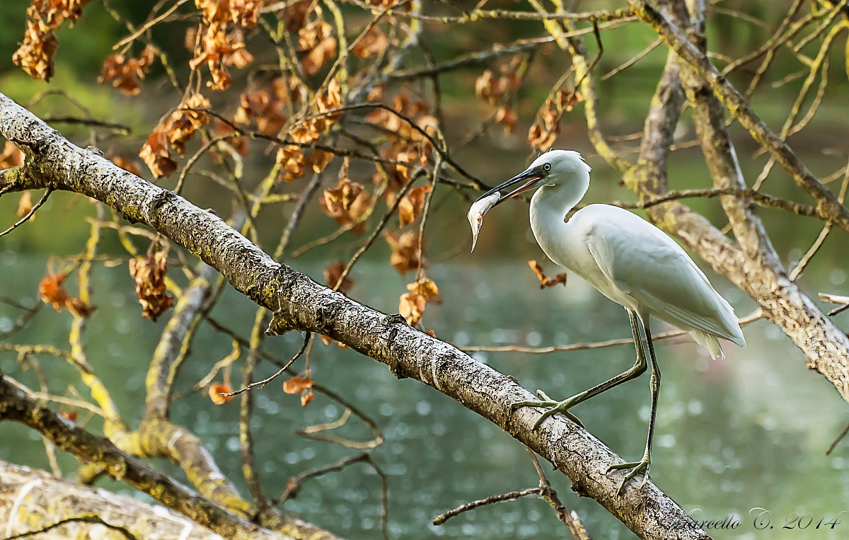 Egretta Garzetta con preda (forse una piccola carpa)