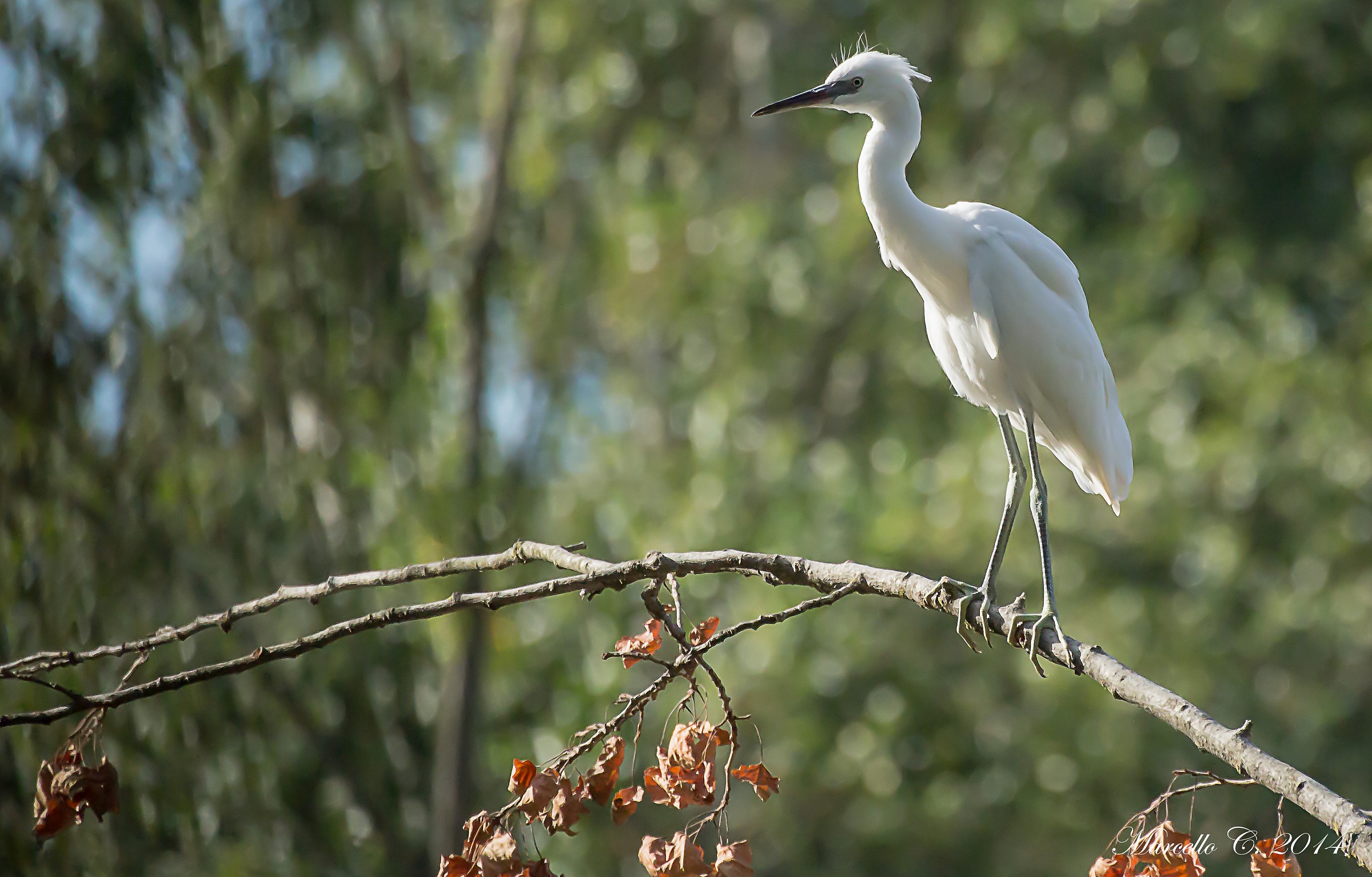 Egret Egret intent to heat up in the early morning