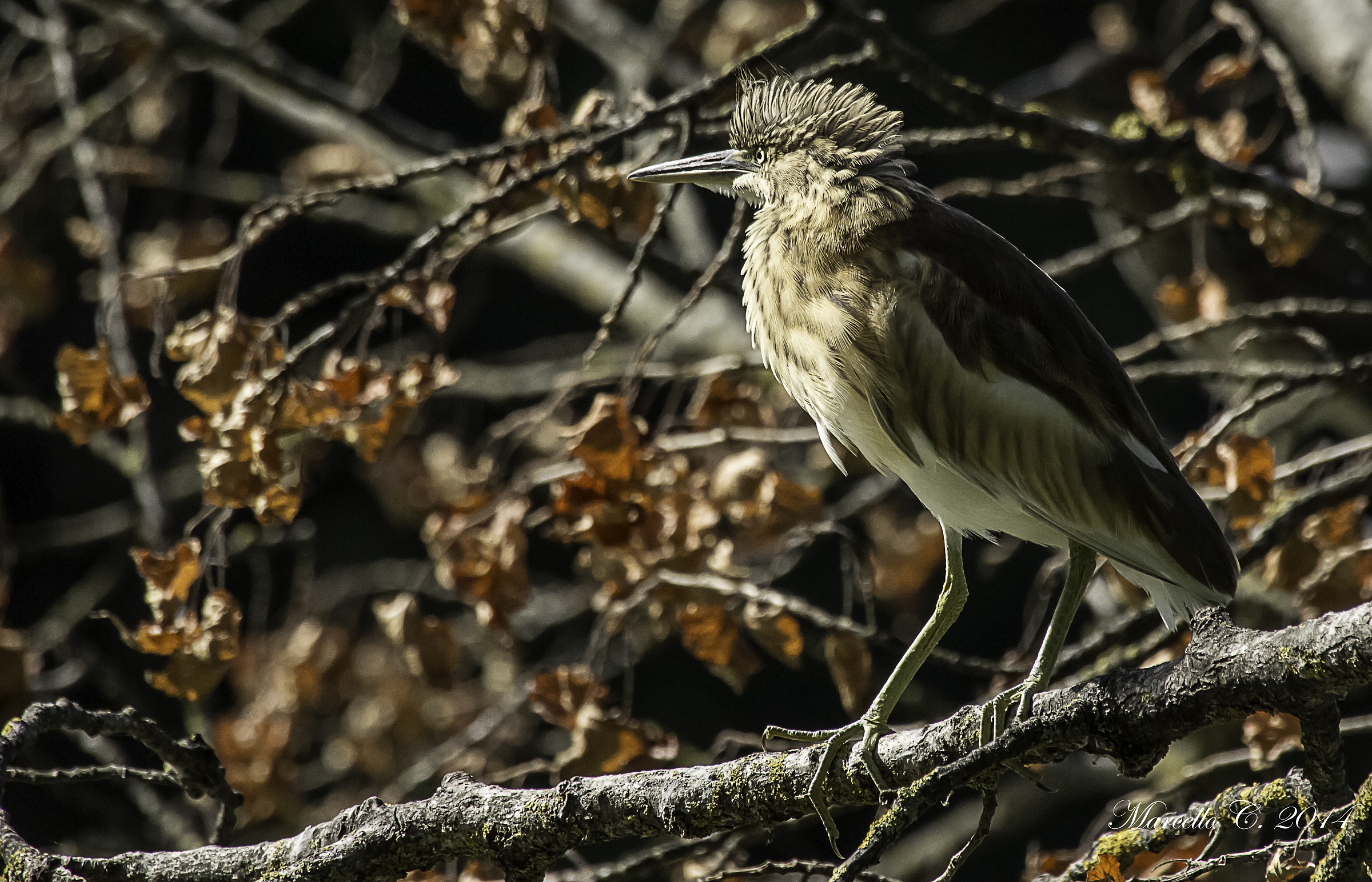 Young sgarza Ciuffetto (Ardeola ralloides)