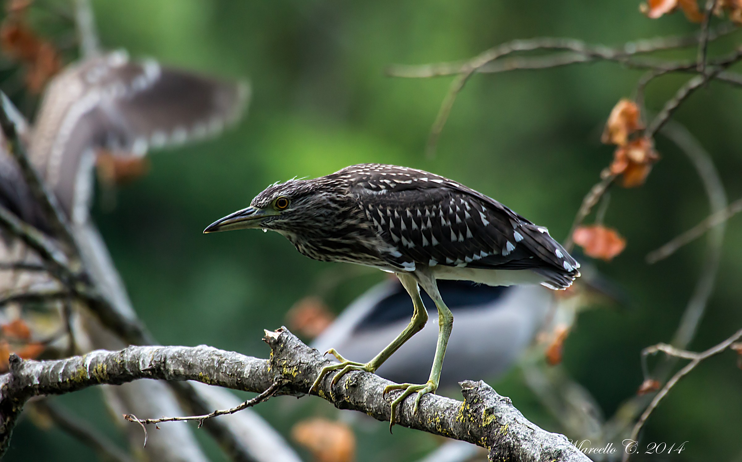 Young Night Heron Nycticorax nycticorax