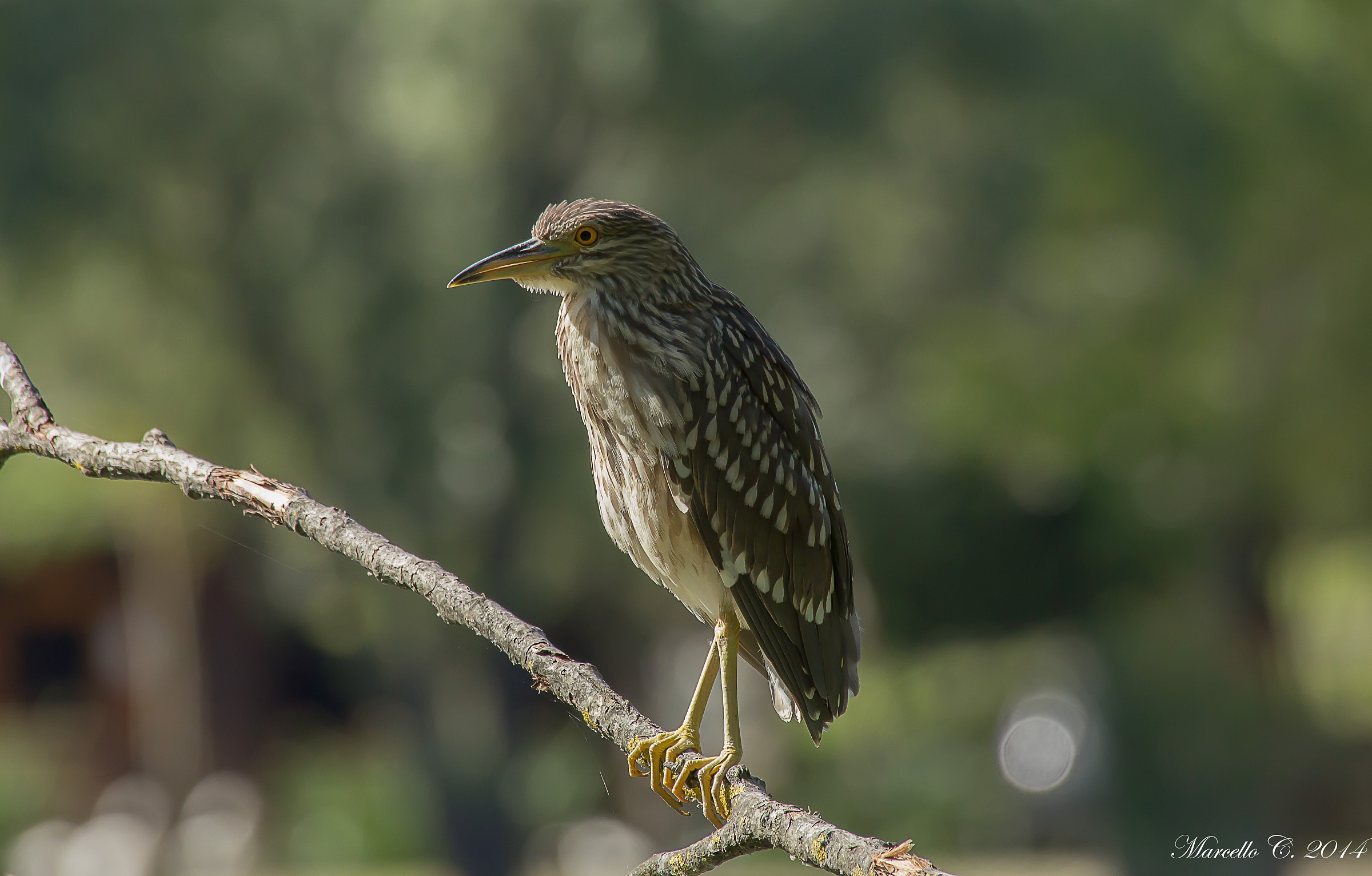 Nycticorax nycticorax Giovane di Nitticora