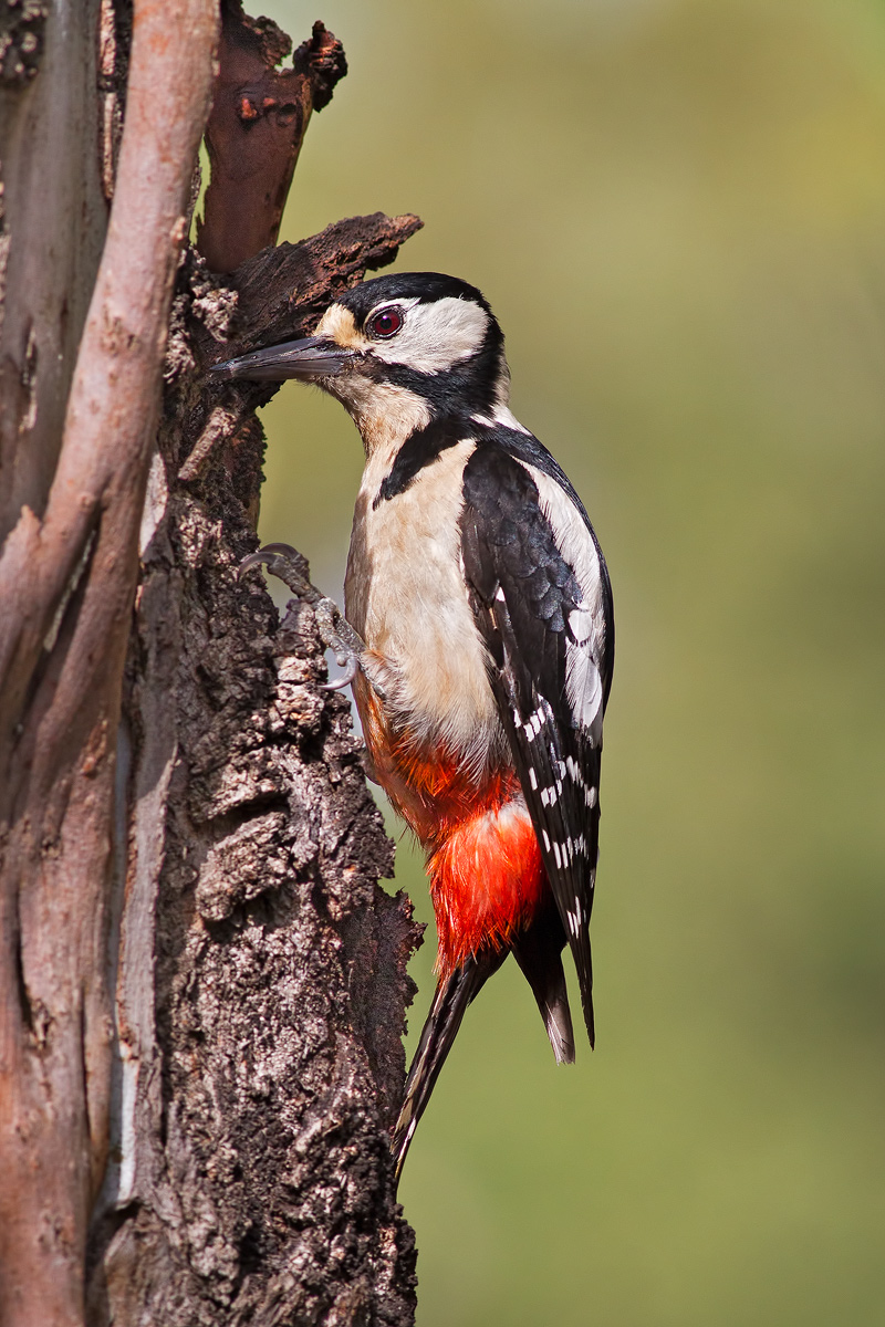 Picchio rosso maggiore fem.