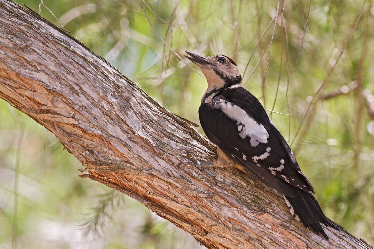 Picchio rosso maggiore Juv.