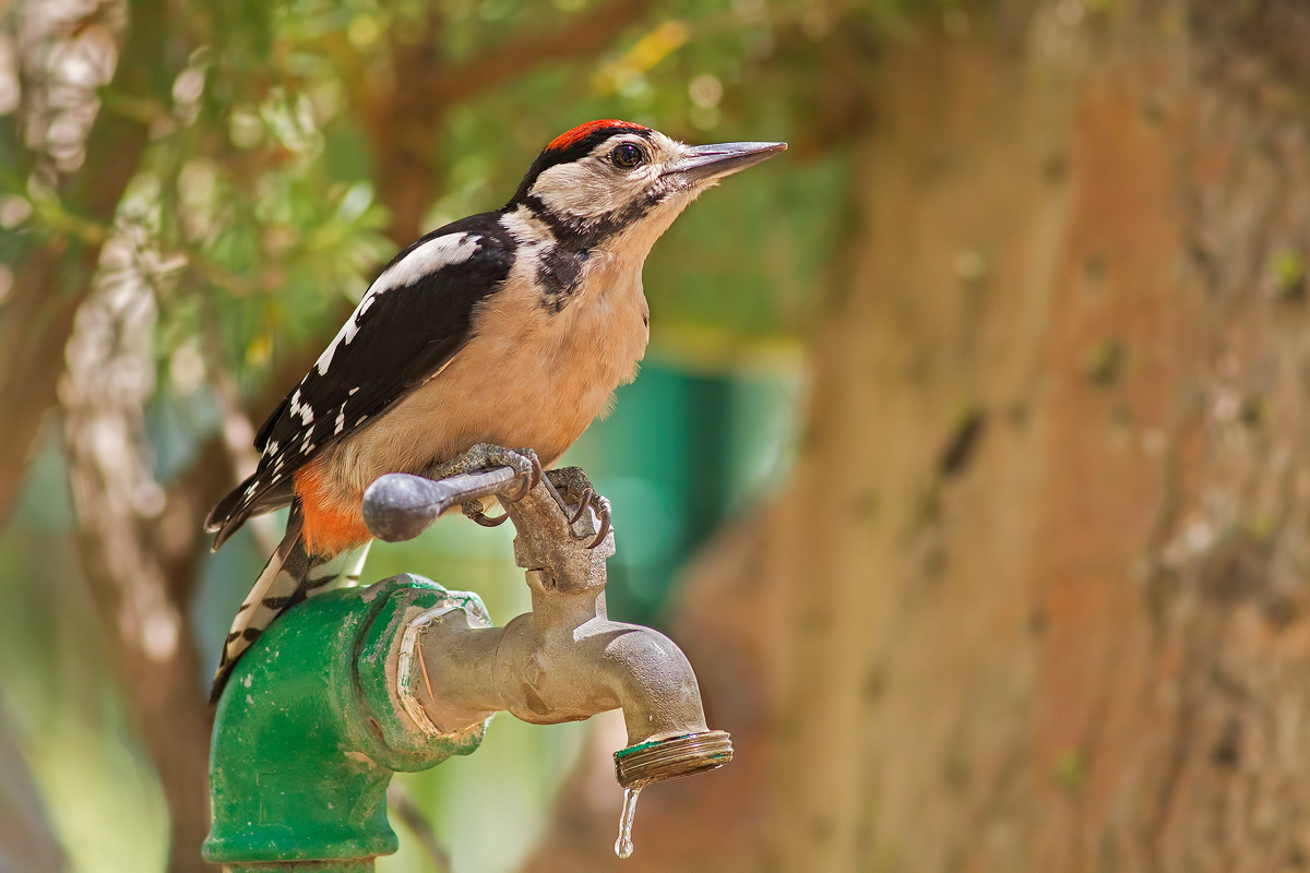 Picchio rosso maggiore Juv.
