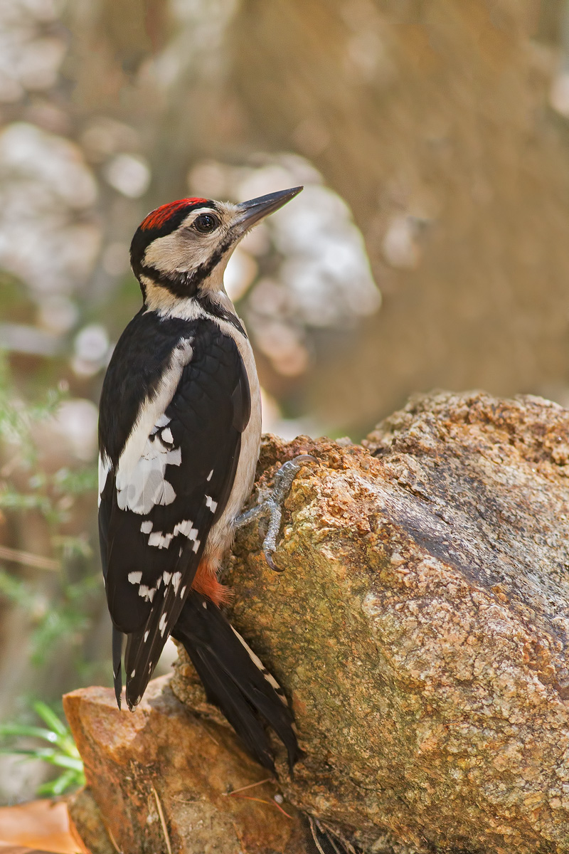 Woodpecker Juv.