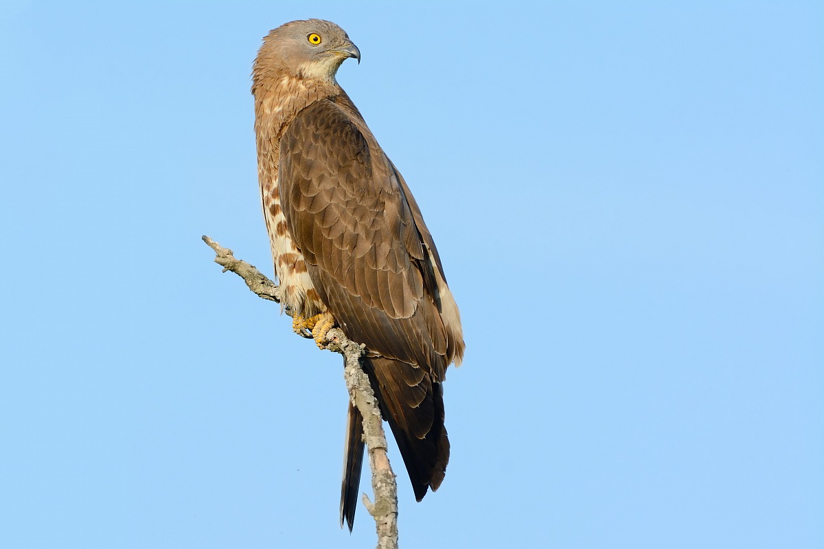 Buzzard hawk.