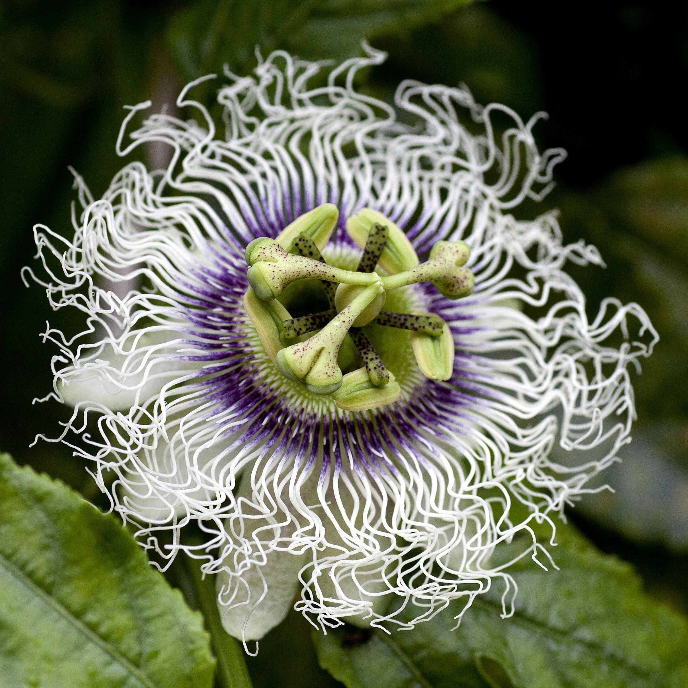 Passiflora