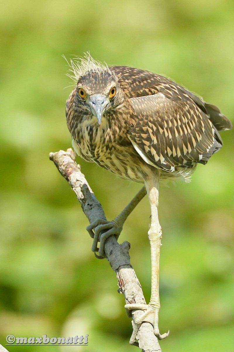 Night Heron (Nycticorax nycticorax)