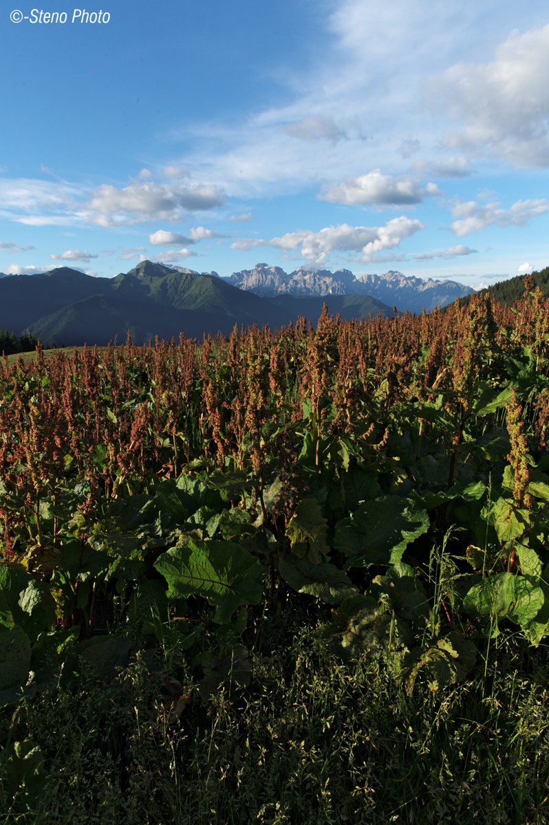 The blades and the rhubarb 2