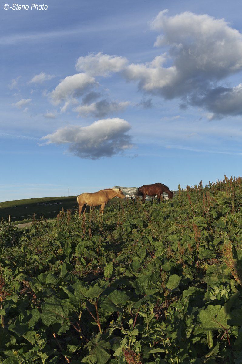 Cavalli a malga Arpaco