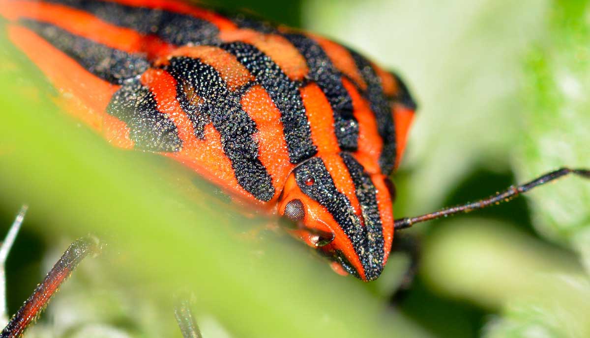 Graphosoma italicum