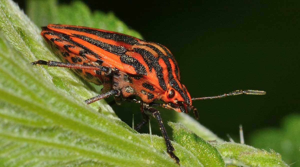 Graphosoma italicum