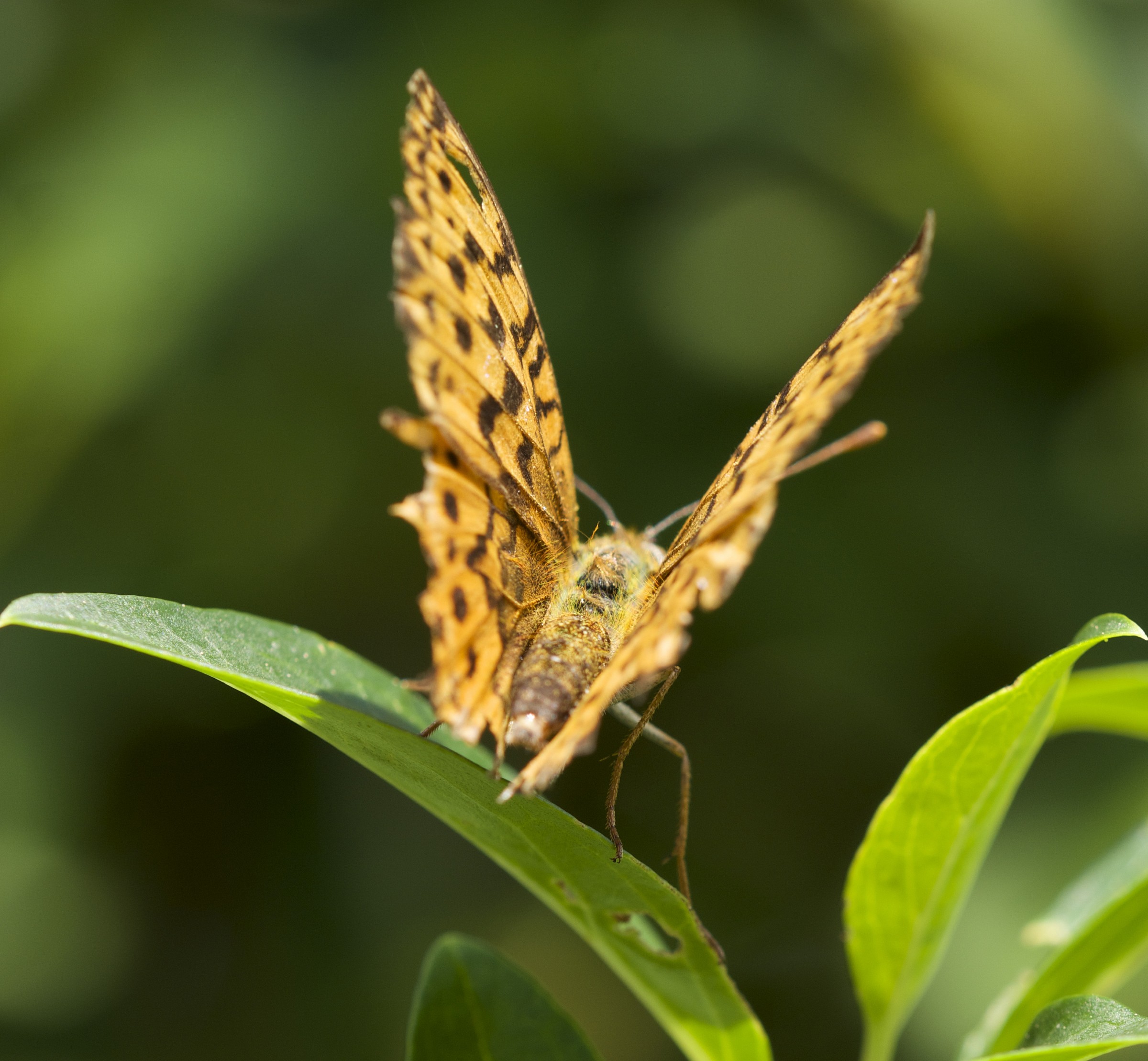 butterfly ready to take-off sl
