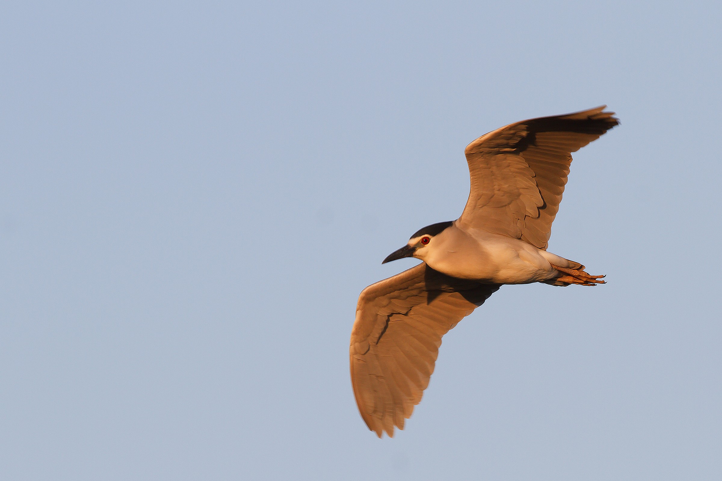 Nitticora al tramonto