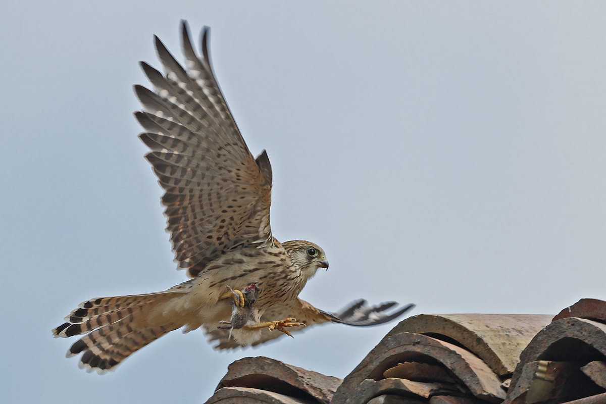 Kestrel with prey