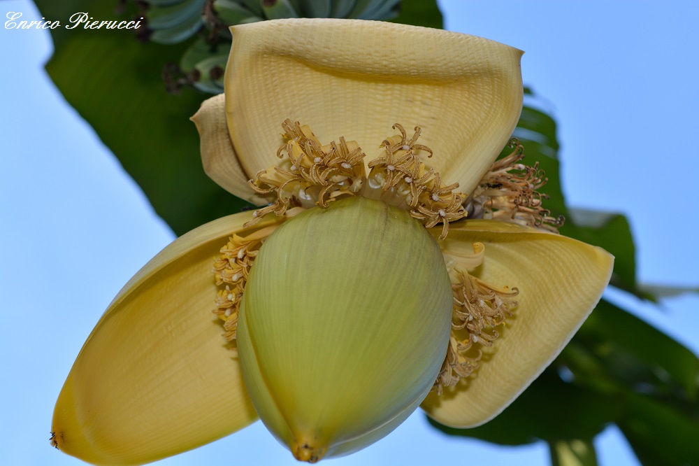 Fiore di Banano