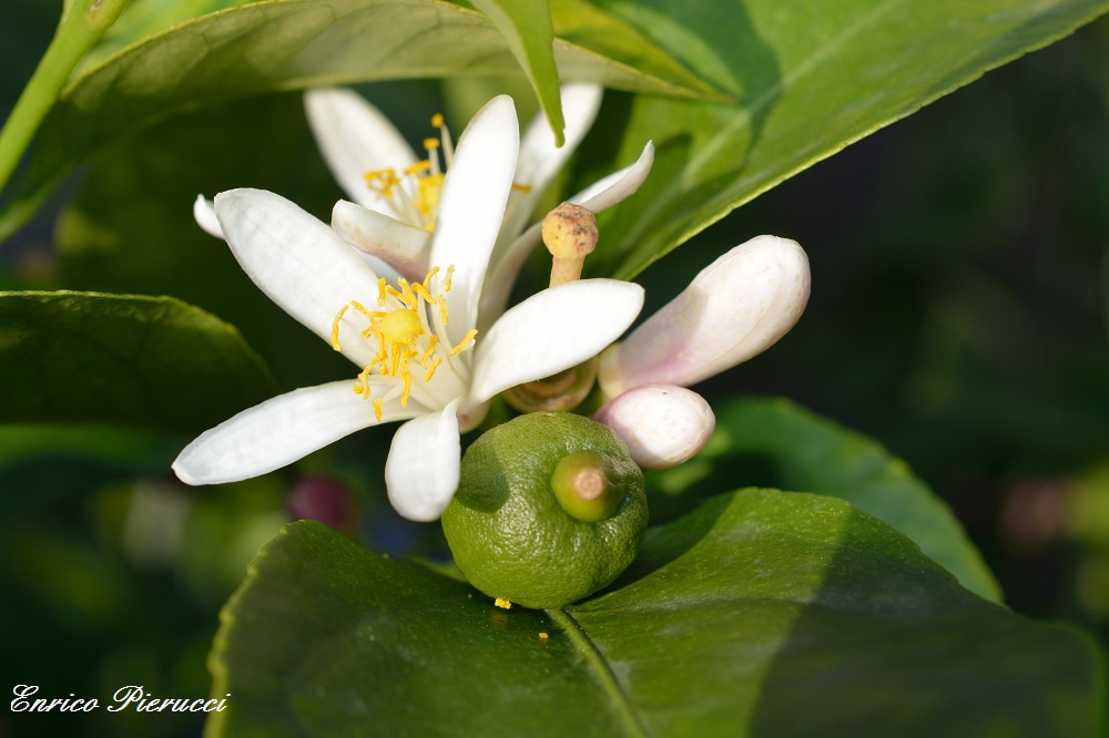Fiori di Limoni