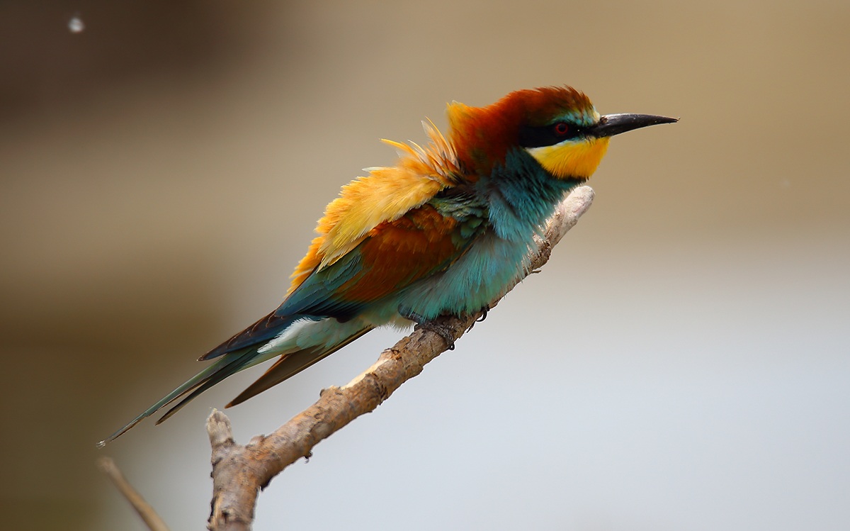 6d + tamron 150-600 - no extender