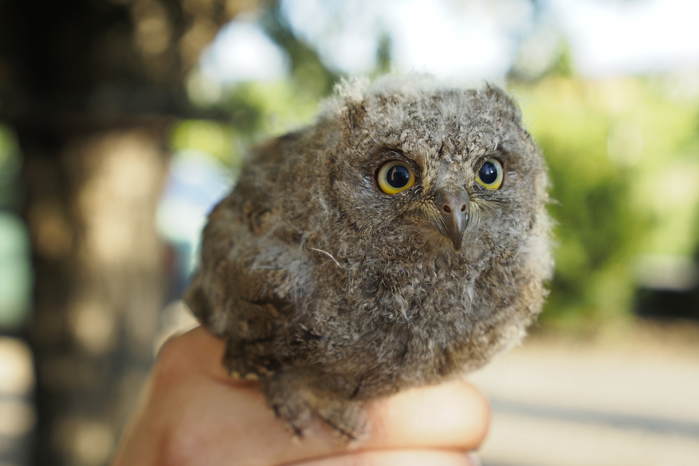 Assiolo fallen from the nest