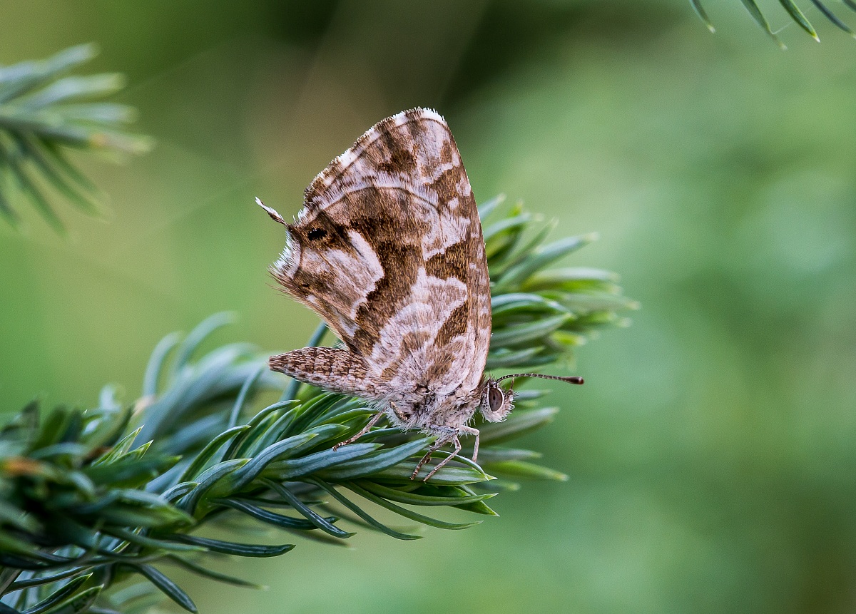 Cacyreus marshalli 2