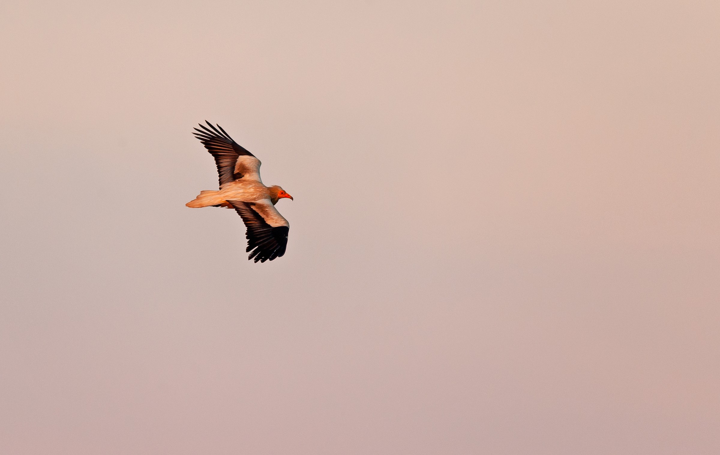 Capovaccaio in volo nel rosa